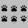 paw prints of a cat, dog, tiger, lion, leopard and lynx Royalty Free Stock Photo