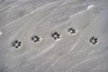 Paw Prints of a Dog on the Beach Royalty Free Stock Photo