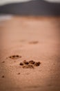 Paw prints of a dog on a beach Royalty Free Stock Photo