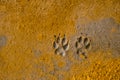 Paw Prints