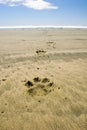 Dog`s pawprints in sand, Pacific Rim National Park, British Columbia, Canada. Royalty Free Stock Photo