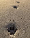 Paw prints 1 Royalty Free Stock Photo
