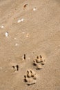 Paw prints on a sand beach Royalty Free Stock Photo