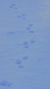 Paw prints in snow Royalty Free Stock Photo