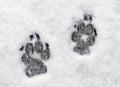 Paw prints in snow