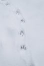 Paw prints in the snow, animal tracks, winter