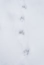 Paw prints in the snow, animal tracks, winter scene.