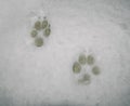 Paw prints in snow Royalty Free Stock Photo