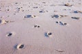 Paw Prints on Soft Sand at Sunrise Royalty Free Stock Photo