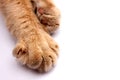 Paw of a red cat with claws close-up on a white background Royalty Free Stock Photo