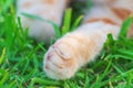 The paw of a red tabby cat stretched forward over the lawn in the city park. The process of cleaning the coat, paws