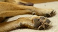 Paw of Sleeping Kelpie Dog. Royalty Free Stock Photo