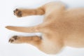 Paw and tail of brown dog Royalty Free Stock Photo