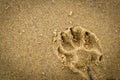 Dog paw print in the sand