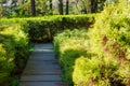 pawed foot path between shrubs in the park