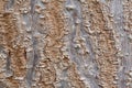 Pawlownia tree bark close-up shot. Paulownia tomentosa bark surface. Natural structure of the rhytidome - crushed outer bark.