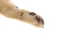 pawpad of a golden retiever dog is in the spotlight Royalty Free Stock Photo