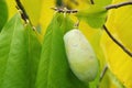 Pawpaw Royalty Free Stock Photo