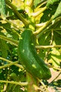 Pawpaw Tree With Fruits Royalty Free Stock Photo