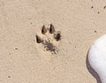 Pawprint at the beach