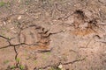 Pawprint of a bears paw on the ground after rain. bears trail in a driedup puddle