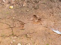 Pawprint of bears paw on the ground after rain. bears trail in driedup puddle