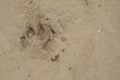 pawprint of a dog in the sand