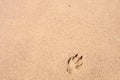 Pawprint on the sand