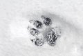 Pawprint in Snow