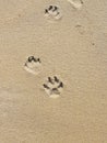 Pawprints in the sand