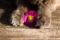 Paws of beautiful gray british cat in nature, chrysanthemum flower Royalty Free Stock Photo
