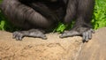 Paws of a black gorilla in nature Royalty Free Stock Photo