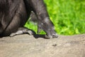 Paws of a black gorilla in nature Royalty Free Stock Photo