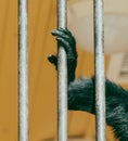 Paws of a black monkey on a metal lattice in a zoo