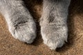 Paws of a british shorthair cat on the sand outdoors close up