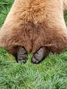 Paws of a brownbear, backside Royalty Free Stock Photo
