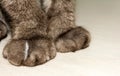 Paws cat declawed. The front legs, brown hair.