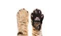 Paws of a cat Scottish Straight, top and bottom view Royalty Free Stock Photo