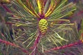 Paws Christmas trees are decorated with bright colorful buds, a beautiful spruce forest.