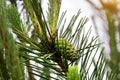 Paws Christmas trees are decorated with bright colorful buds, a beautiful spruce forest.