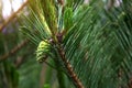 Paws Christmas trees are decorated with bright colorful buds, a beautiful spruce forest.