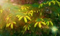 Paws Christmas trees are decorated with bright colorful buds, a beautiful spruce forest.