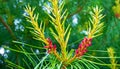 Paws Christmas trees are decorated with bright colorful buds, a beautiful spruce forest.