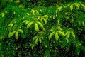 Paws Christmas trees are decorated with bright colorful buds, a beautiful spruce forest.