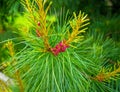 Paws Christmas trees are decorated with bright colorful buds, a beautiful spruce forest.