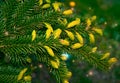 Paws Christmas trees are decorated with bright colorful buds, a beautiful spruce forest.