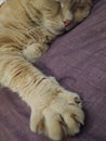The paws and claws of the silent sleepy kitty Royalty Free Stock Photo