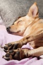 Paws closeup of a cute pet dog resting on a sofa