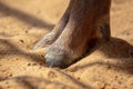 Paws of a cloven-hoofed animal on the ground in the zoo