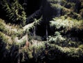 Paws of fir trees in the black night deep forest